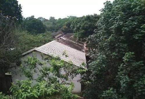 农村家里门前风水树,农村家里门前风水树好不好