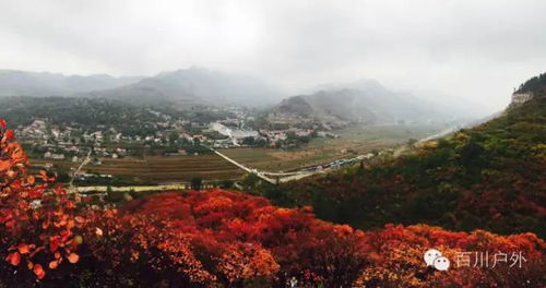 青州红叶节：一场让人又爱又恨的乡村狂欢