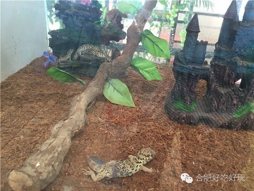 驱车环湖， 邂逅天然之美