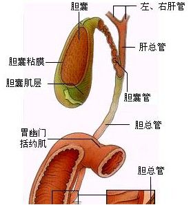 胆囊不好注意啥,胆囊不好注意啥