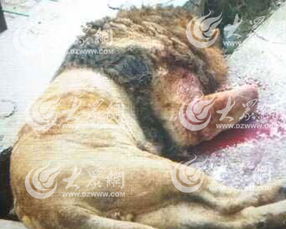 三、 虎年与狮子座：血色斑斓的不协和音