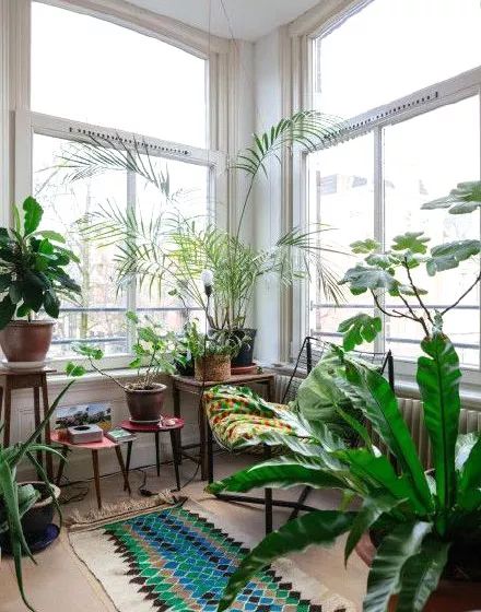 窗台种多了植物对风水的影响,窗台种植物对室内有益处没