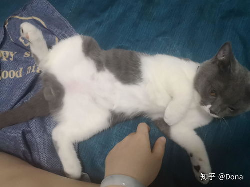 猫睡床上暗示什么风水,猫睡床上暗示什么风水