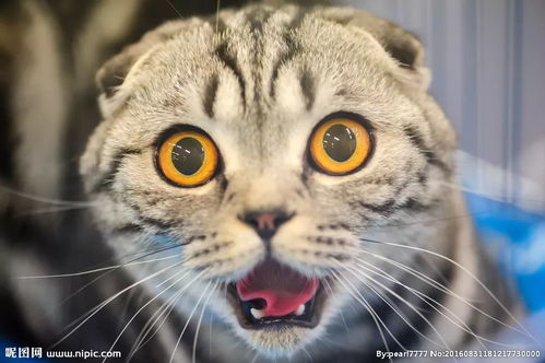 猫尾巴断了梁实秋的恐怖故事？