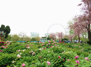 三、花儿们的聚会：谁先开场？谁又迟到？