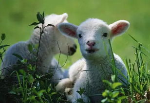 2026年属羊男性命运趋势和2003年属羊吉祥物的含义分别是什么？