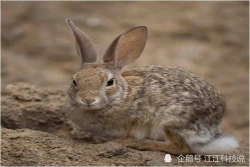 农历十月出生的属兔人