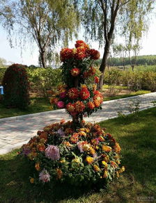 10月1日铁岭菊展，您打算去赏秋韵吗？