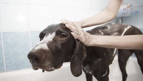 家里有狗屎影响风水吗？这地方的风水真的好吗？