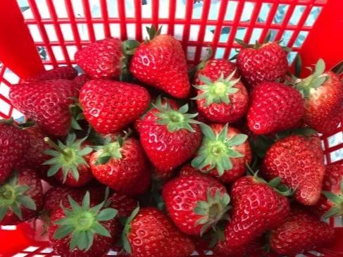 四、 樱桃园特色活动，精彩纷呈