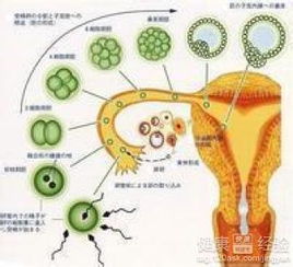2.4 促排卵疗法——为怀孕而战斗的战术手册