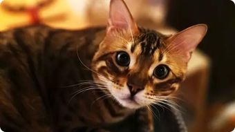 想撸猫？先问问猫主子同不同意！