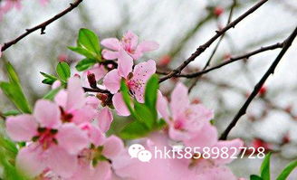 真桃花四柱八字中红艳桃花如何详细解释？