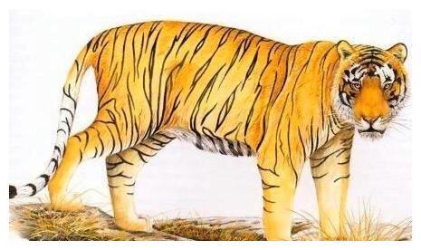 属虎的男人性格和脾气特点有哪些？