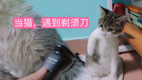 深夜独处，胆小如鼠，若遇鬼魅，鼠胆岂不惊魂？