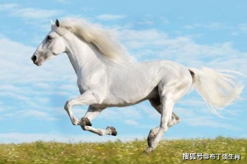 属马的为何蕞忌讳哪些属相，它们是属马的三大忌配生肖呢？