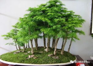 3.1 植物摆放的那些事儿