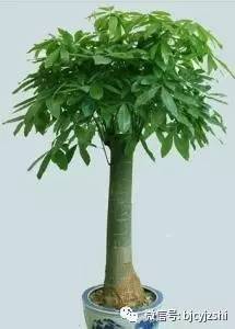 五、发财树（Money Tree）——不是骗你买假的！