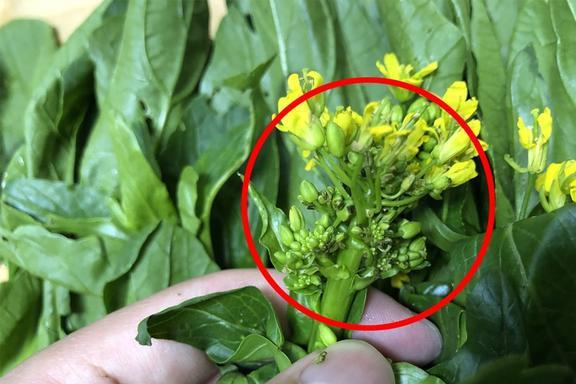 我梦到好多青菜是什么意思？周公解梦嫩告诉我吗？