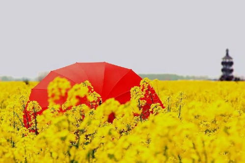 交通工具：选哪个都是遭罪