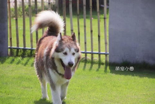 有哪些寓意好的狗狗名字，适合公犬，听起来又好听呢？