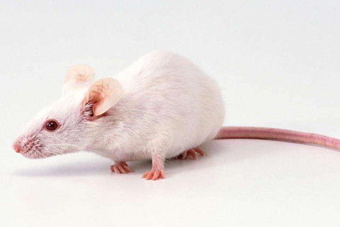 属鼠2026年4月爱情运势：运势如何？感情生活将有何变化？