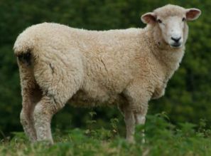 羊咩咩：绿茶收割机