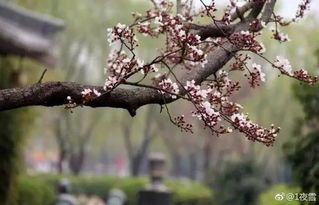 北京古都游——春日赏花到底该去哪儿那个？
