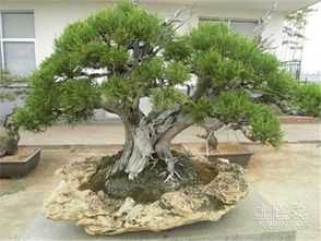 松柏盆景的恐怖都市传说