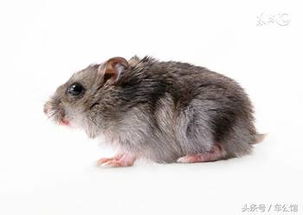 属鼠的人10月和12月分别有哪些搬家吉日？