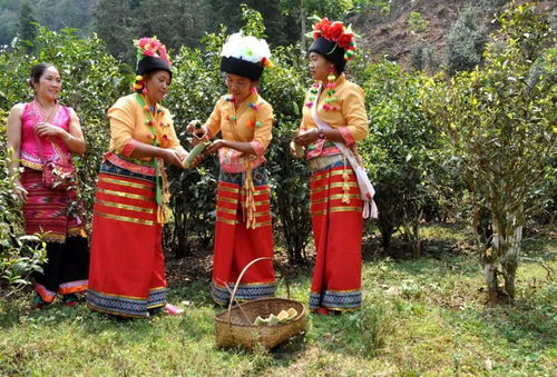 布朗族：千年古风，茶香传承，民族风情独特！