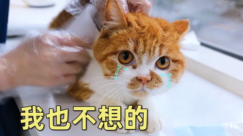 墙角的低语