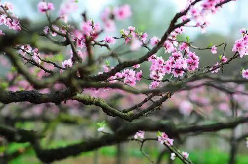云门山的桃花：粉色的梦幻世界