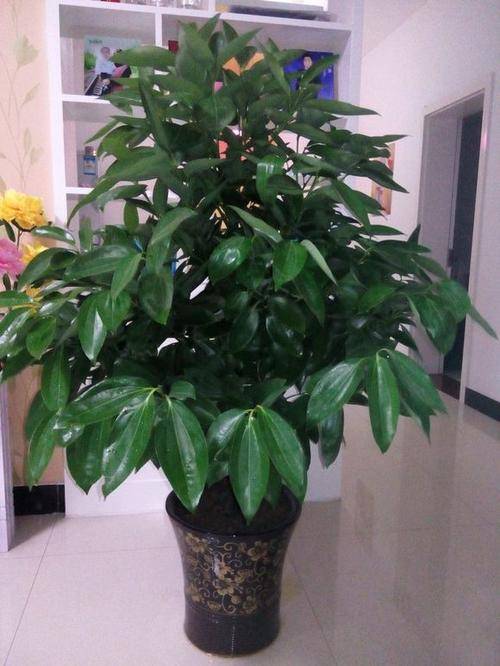 平安树：叶子发黄是大凶之兆