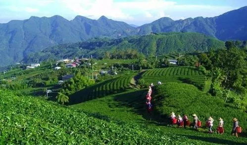 那些花儿那些草