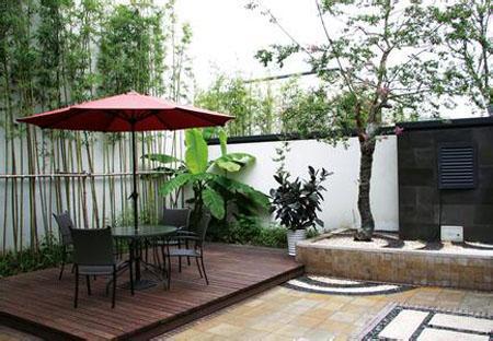 决明子种院子里风水好吗,决明子种院子里风水好吗