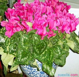 过年买哪几种花,过年买什么花才会招财