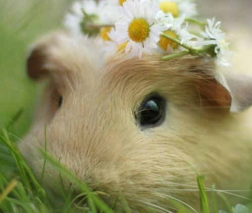 今年属鼠，1972年出生的女鼠与哪个生肖最匹配呢？