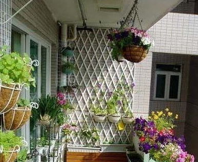 阳台养金银花好吗,阳台种植金银花的风水