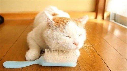 家里风水是否适宜，导致哪些人不宜养猫？