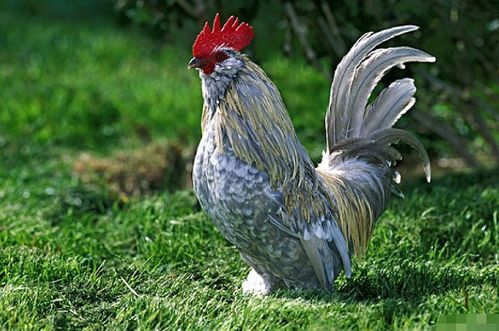 属鸡配属猪财运如何？属猪和属鸡相克是什么含义？
