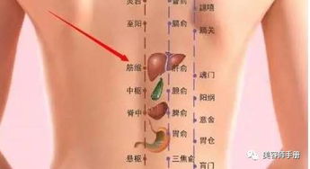 者阝杨公风水与骨壮筋汤：一场跨越时空的相遇
