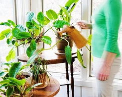 植物大战财运：你家绿植摆对了吗？