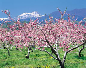 惯与那两棵树的传说