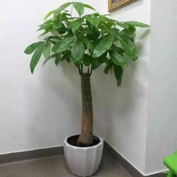 三、生肖配合指南——从鼠到猪都能翻身做富贵族！