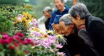 重阳节：登高赏菊，敬老祈福，传统佳节