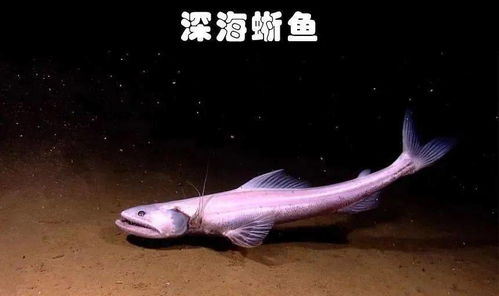 其他奇怪的海洋生物