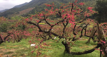 九连山度假村？喂蚊子圣地！