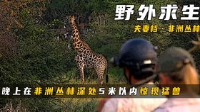 蛇影摇曳：阴阳交错之谜