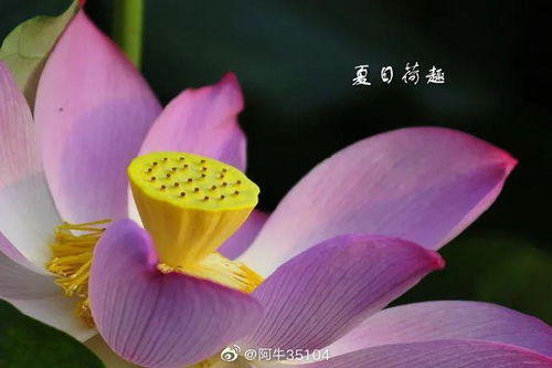 夏季荷花，视觉盛宴